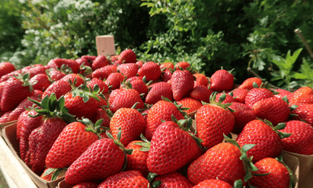 Feit of fabel: aardbeien moet je niet wassen
