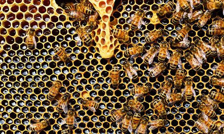 Wat is het verschil tussen gewone en rauwe honing